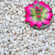 GARDENWISE Perlite for Plants, Extra Coarse Grade 4 Horticultural Perlite, Organic Perlite for Gardening Indoor & Outdoor, Made in USA (20 quarts)