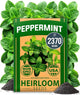 HOME GROWN Non GMO Peppermint Seeds Pack 2,370 Heirloom Mint Seeds for Planting. Grow Peppermint Plants in Your Herb Garden Indoors or Outdoors (Mentha x piperita)