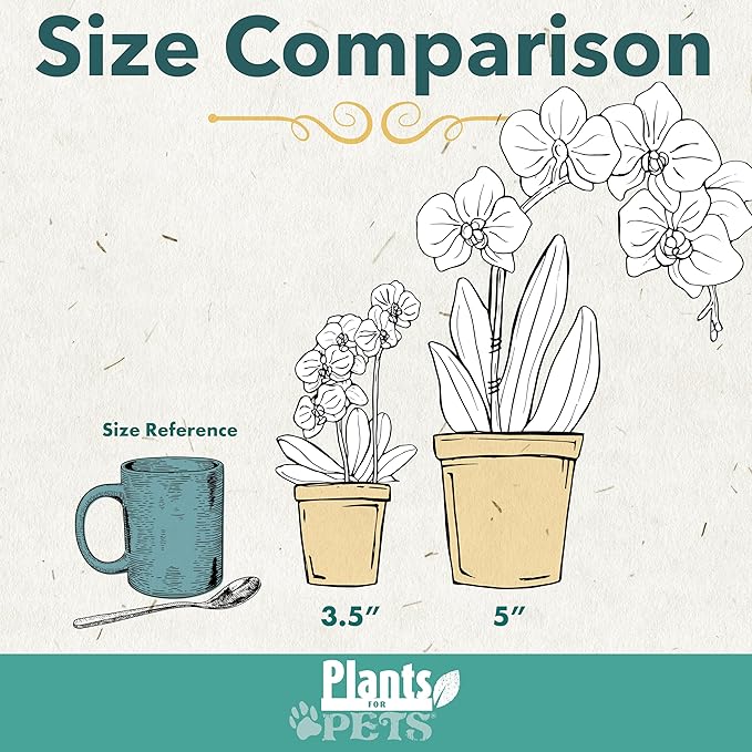Premium White Live Orchid Plant Blooming in 3.5" Blue & White Orchid Pot, Live Plants, Houseplant Gifts, Approx. 16" Tall, Pet Friendly Houseplants, Phalaenopsis Moth Flower by Plants for Pets