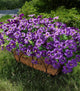 Artificial Flowers for Outdoors Fake Plants Outside Decoration, 20 Bundles Purple Silk Petunia with Eucalyptus UV Resistant Realistic Faux Flowers for Outdoor Planters Garden Balcony Yard Porch Patio