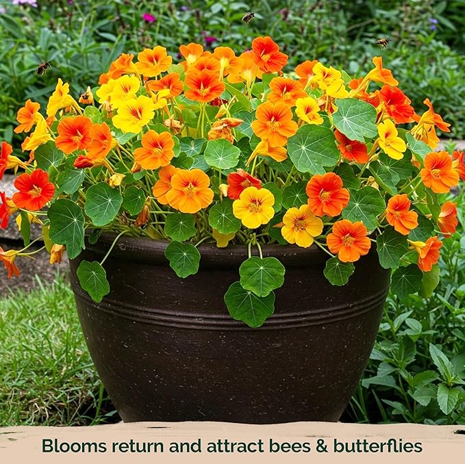 KVITER 75 Mix Jewel Nasturtium Seeds for Planting Outdoors (Tropaeolum Nanum) — Heirloom & Organic Seed Packet — Edible Flower Seeds to Plant Outside & Inside in Garden, Containers, Hanging Baskets