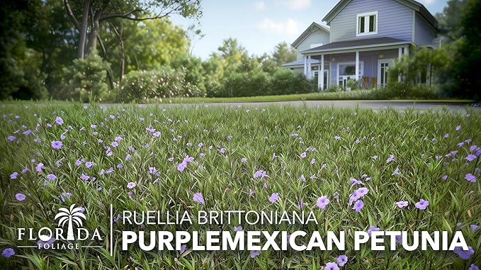 Mexican Petunia Purple | 30 Live Plants | Ruellia Brittoniana | Purple Flowering Landscape Pollinator | Heat Tolerant Groundcover | Outdoor Perennial for Gardens Borders Walkways Containers