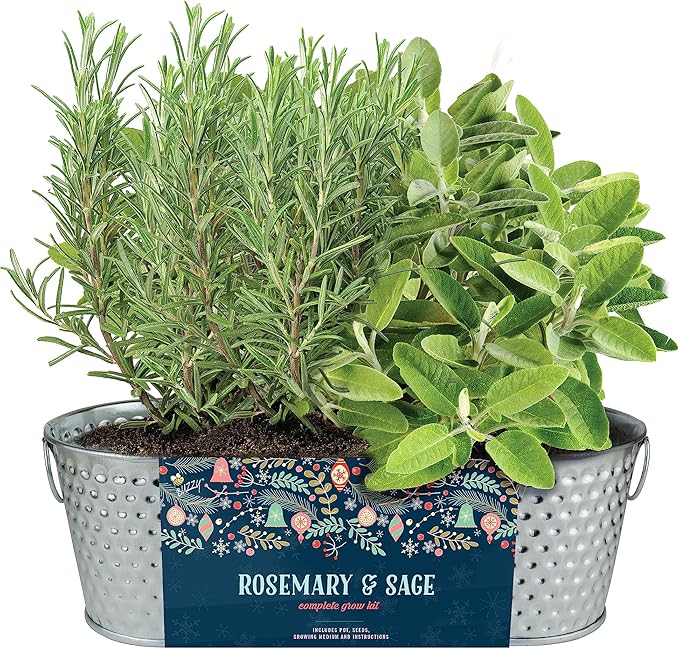 BUZZY Seeds Easy to Grow Rosemary and Sage Windowsill Herb Kit, Decorative Planter Includes Seed Packets and Growing Medium, Indoor Gardening Gift, Seed Starter, Birthday Present Idea
