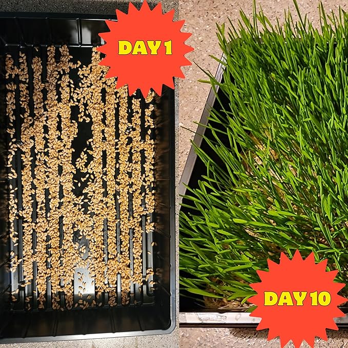 Healthy Greens Wheatgrass Scratch Feed & Fodder Seed, 1lb Bag. Premium Wheat Berries, Non-GMO Wheatgrass for Backyard Chickens, Plant Indoors/Outdoors. Also Ideal for Cats, Dogs w/Chick Fresh (5 Bags)