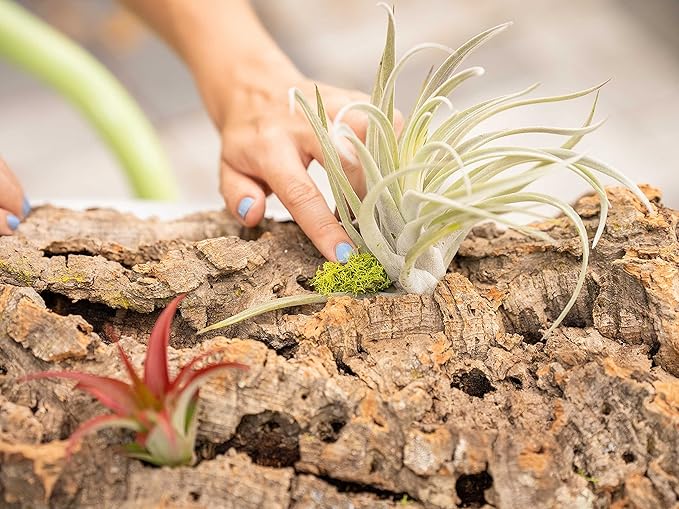Small Natural Cork Bark DIY Kit with Three Assorted Air Plants, Glue and Hook- Live Tillandsia Succulent House Plant - Wholesale and Bulk- Home and Garden Decor-Easy Care Indoor and Outdoor Plants
