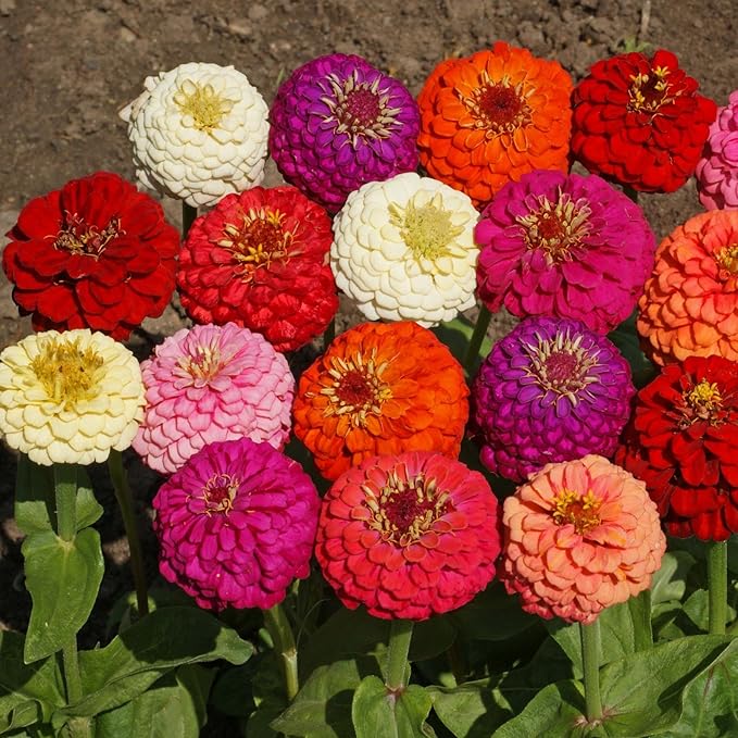 Outsidepride Zinnia Seeds - 1000 Pcs Annual Blend of Hardy Compact Mixed Color Ball-Shaped Blooms for Planting in Outdoor Containers, Borders, Flower Beds, Cutting Gardens & Pollinator-Friendly Spaces