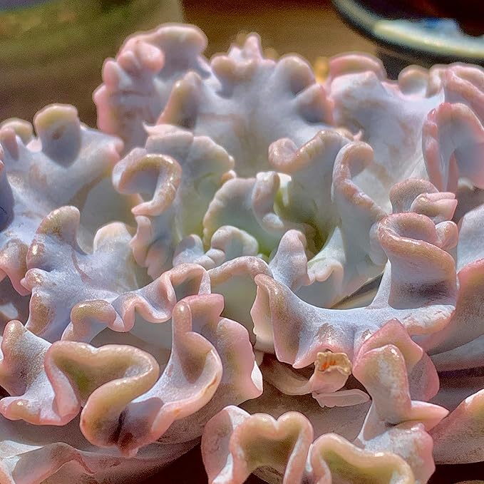 FWPP Echeveria 'Crispate Beauty' Live Succulent 3.5 Inch Potted Plant, Easy Care Indoor Houseplant, Real Succulent Gift for Home or Office Decor